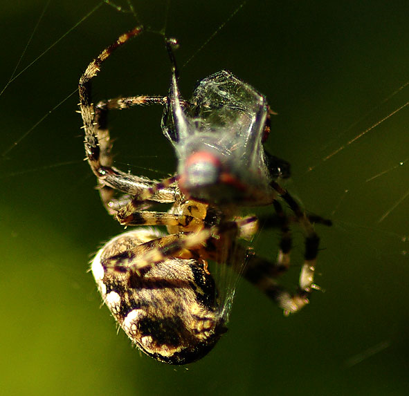 fils de soie de la tégénaire recouvrant un insecte