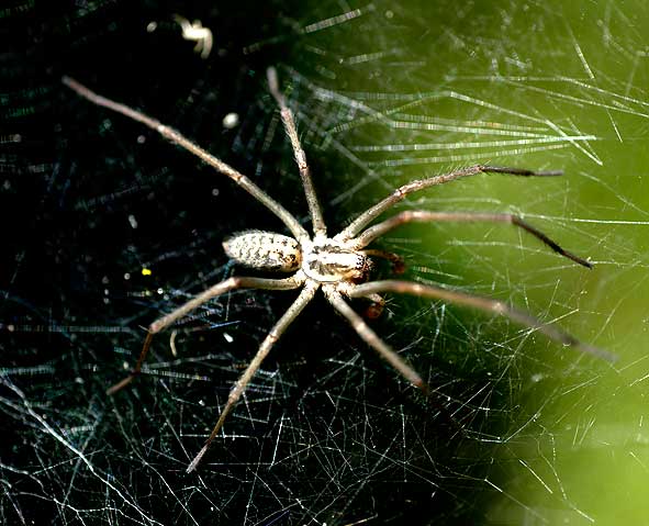 autre toile d'une autre espèce, à l'horizontale