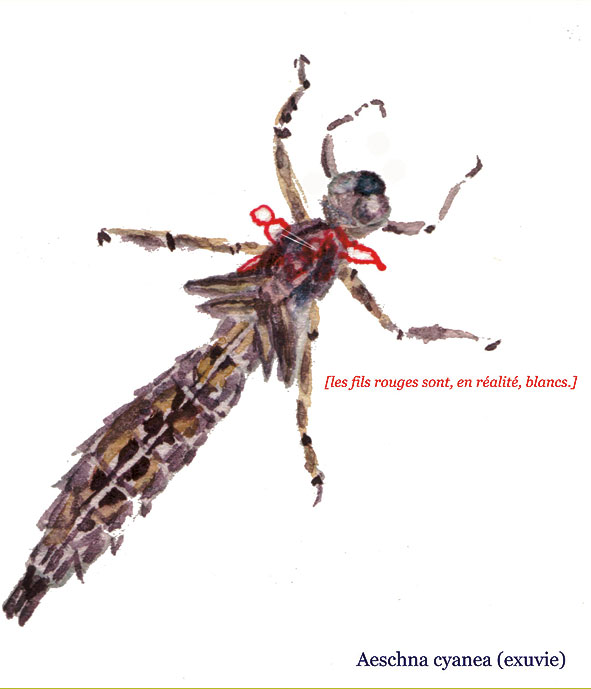 exuvie de Grande aeschne bleue