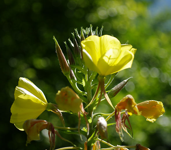 sommité d'onagre onagre en fleurs