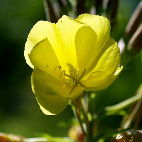 fleur d'onagre fleur d'onagre