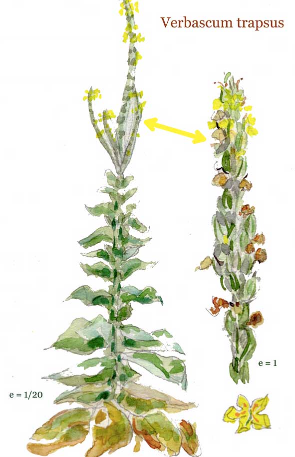 avec les poils du pinceau c'est bien mieux ! touffe de bouillon blanc