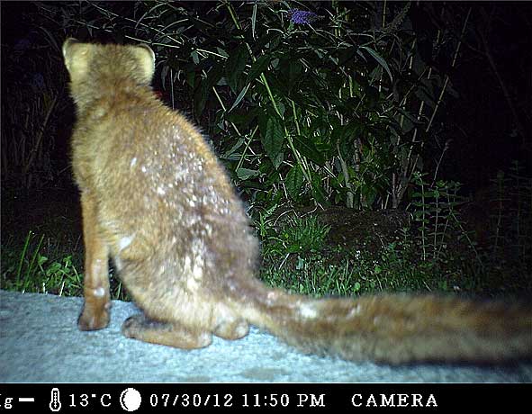 Renard de garde renard de garde assis sur une terrasse de jardin