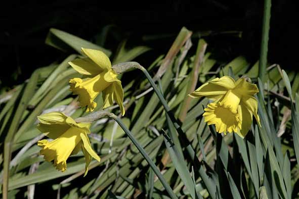 trompettes en pleine renommée