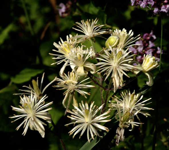 fleurs de la clématite des haies