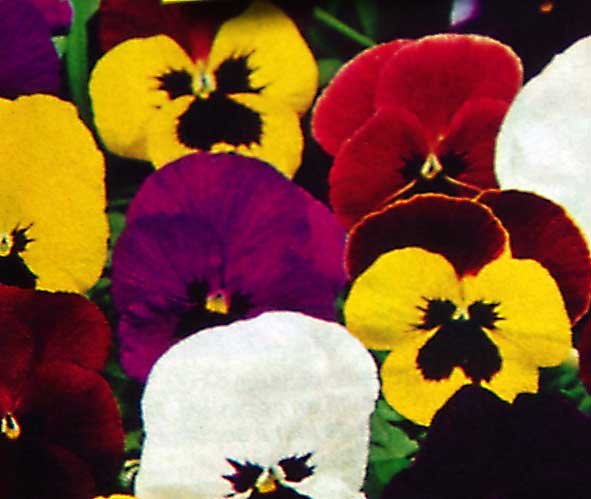 moustache d'Hitler dans la pensée de Nabokov