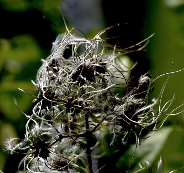 graines de la clématite en fin d'été