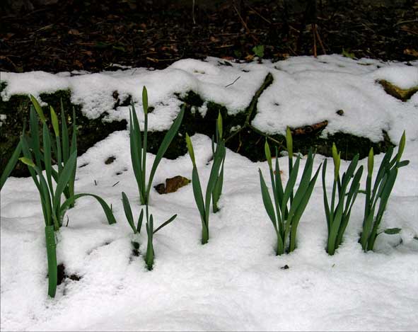 trompettes encore dans le fourreau