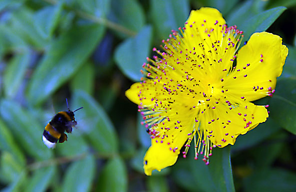 en somme le vol du bourdon