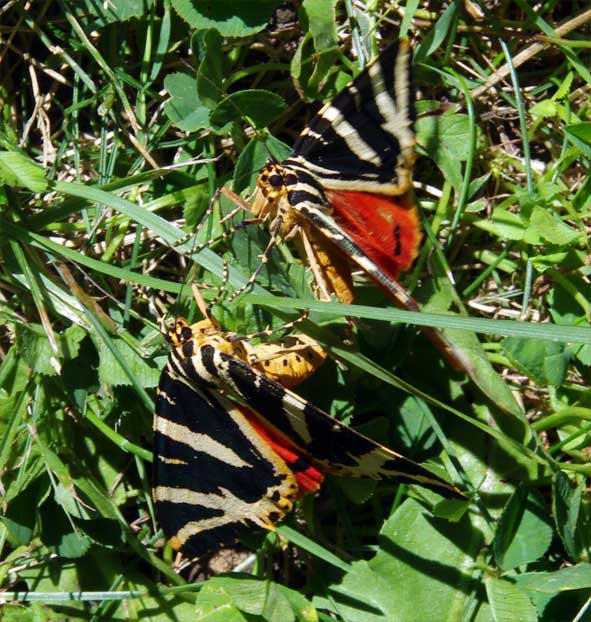 accouplement d'Ecailles chinées