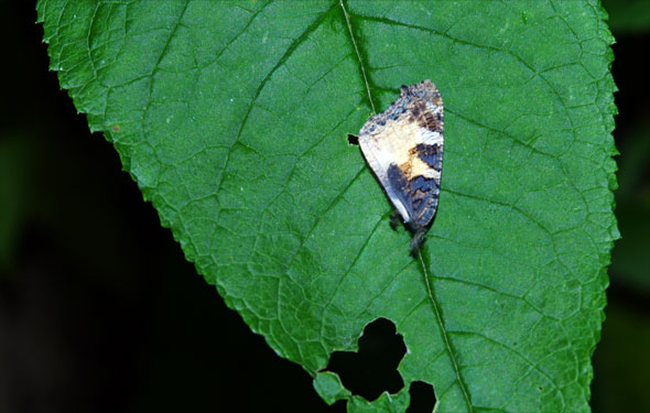 aile de petit tortue tombée après le dépeçage par le frelon