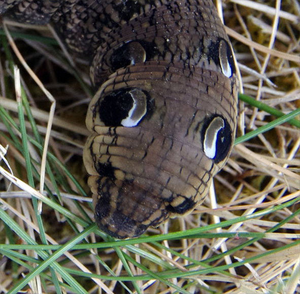 chenille du Grand sphinx de la vigne