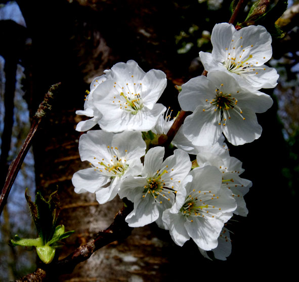 fleurs de cerisier