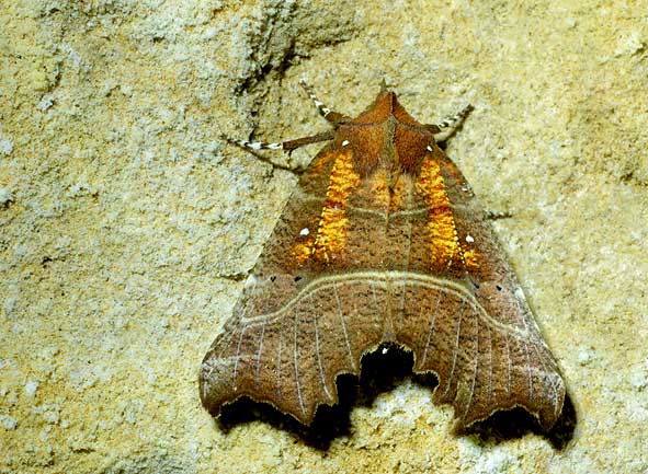 Scoliopteryx libatrix, "la Découpure"