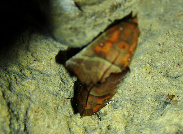 accouplement de "découpures"